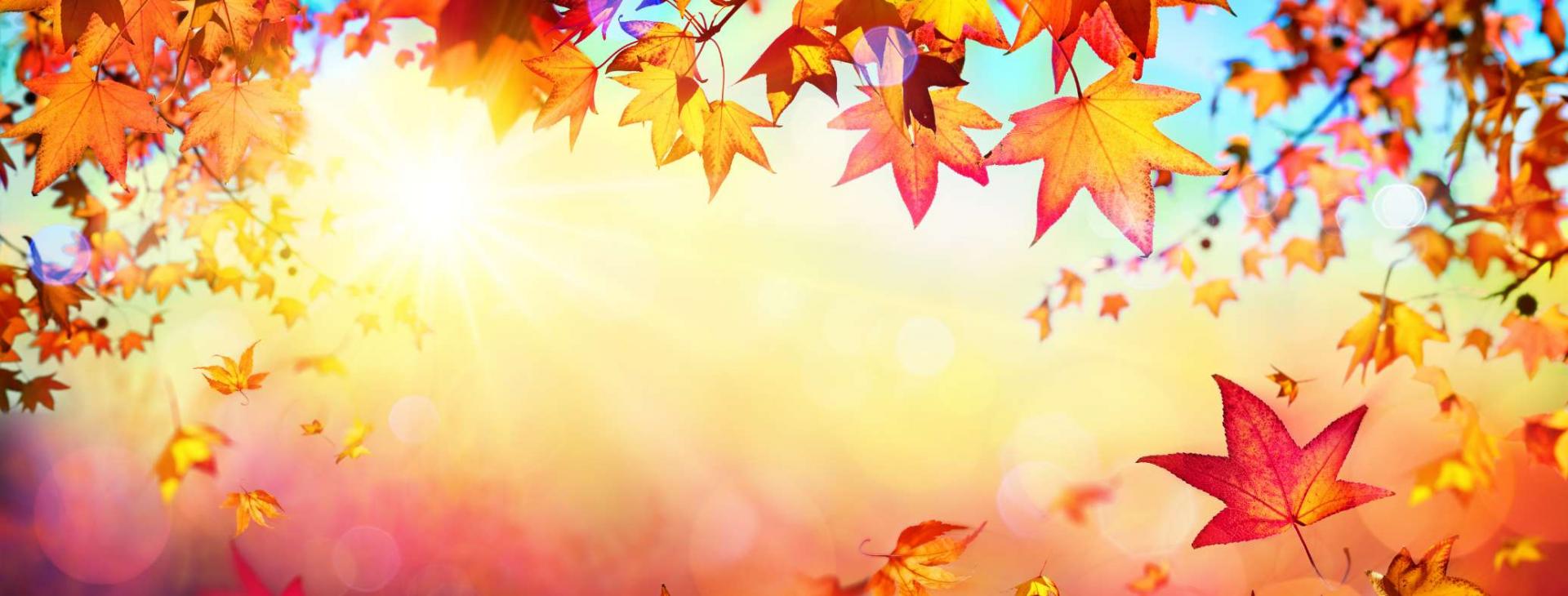 Bandeau automne