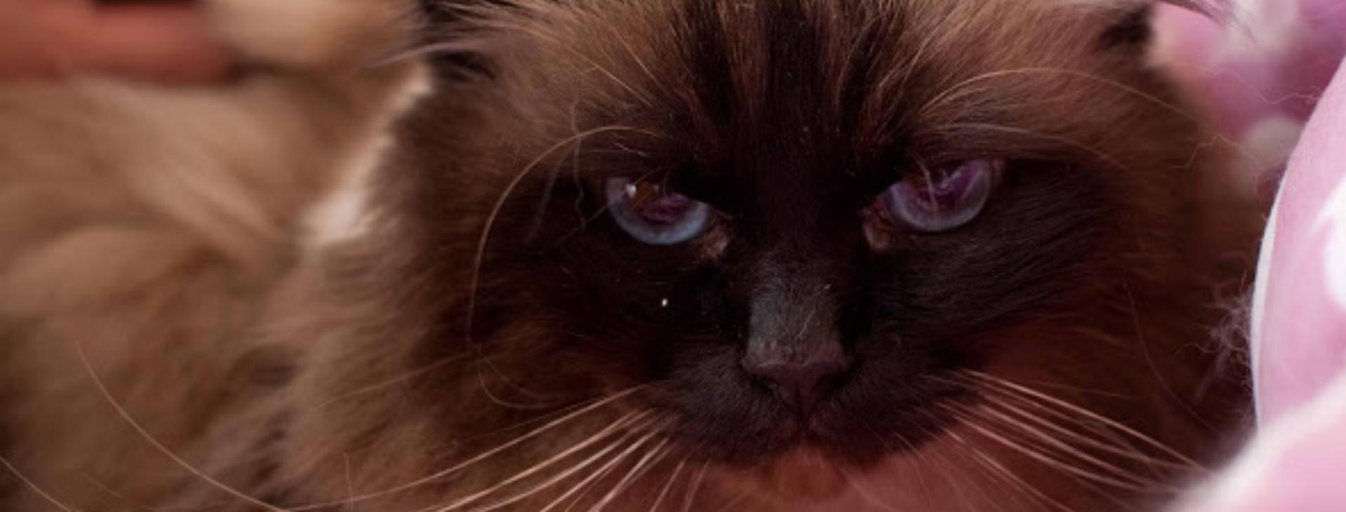 Soin energetique pour animaux